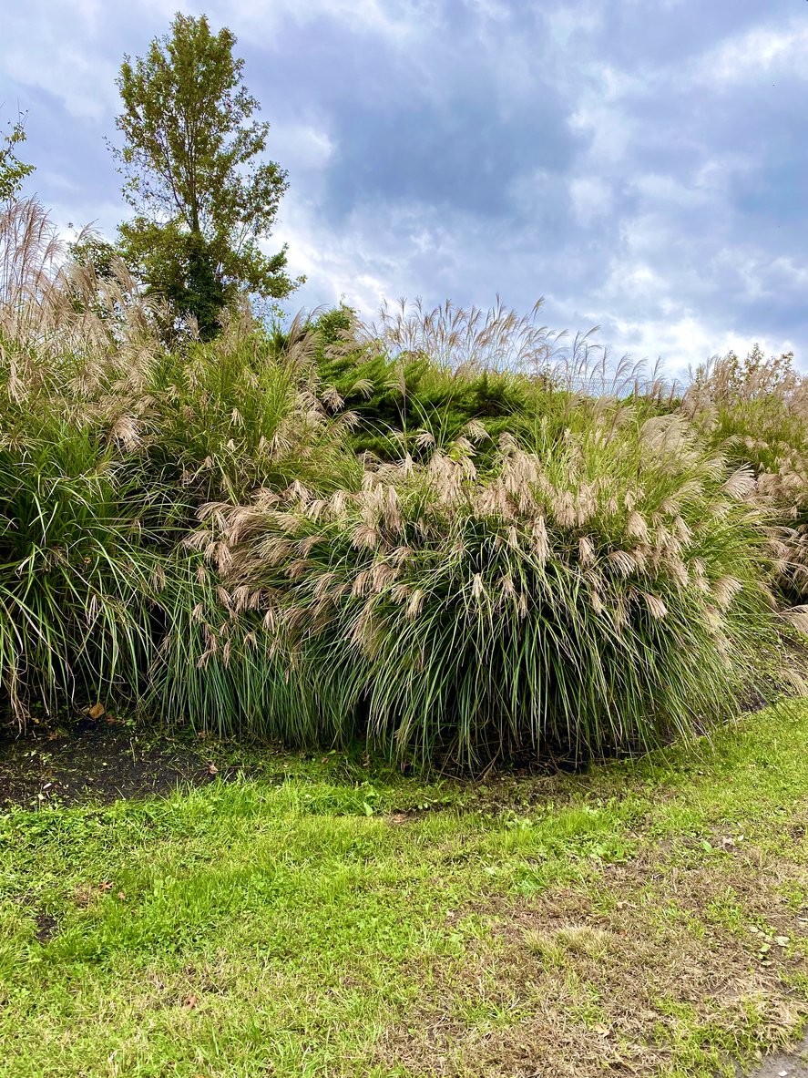 Miskant chiński HURON SUNRISE - 2