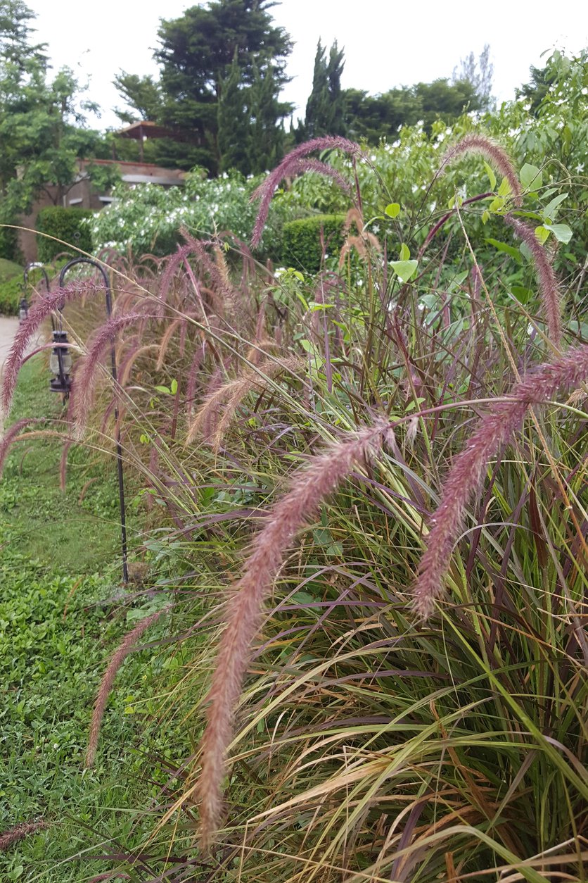 Miskant chiński HURON SUNRISE - 3