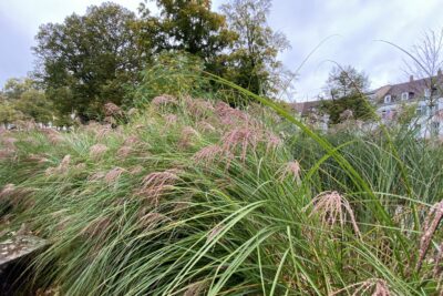 Miskant chiński HURON SUNRISE