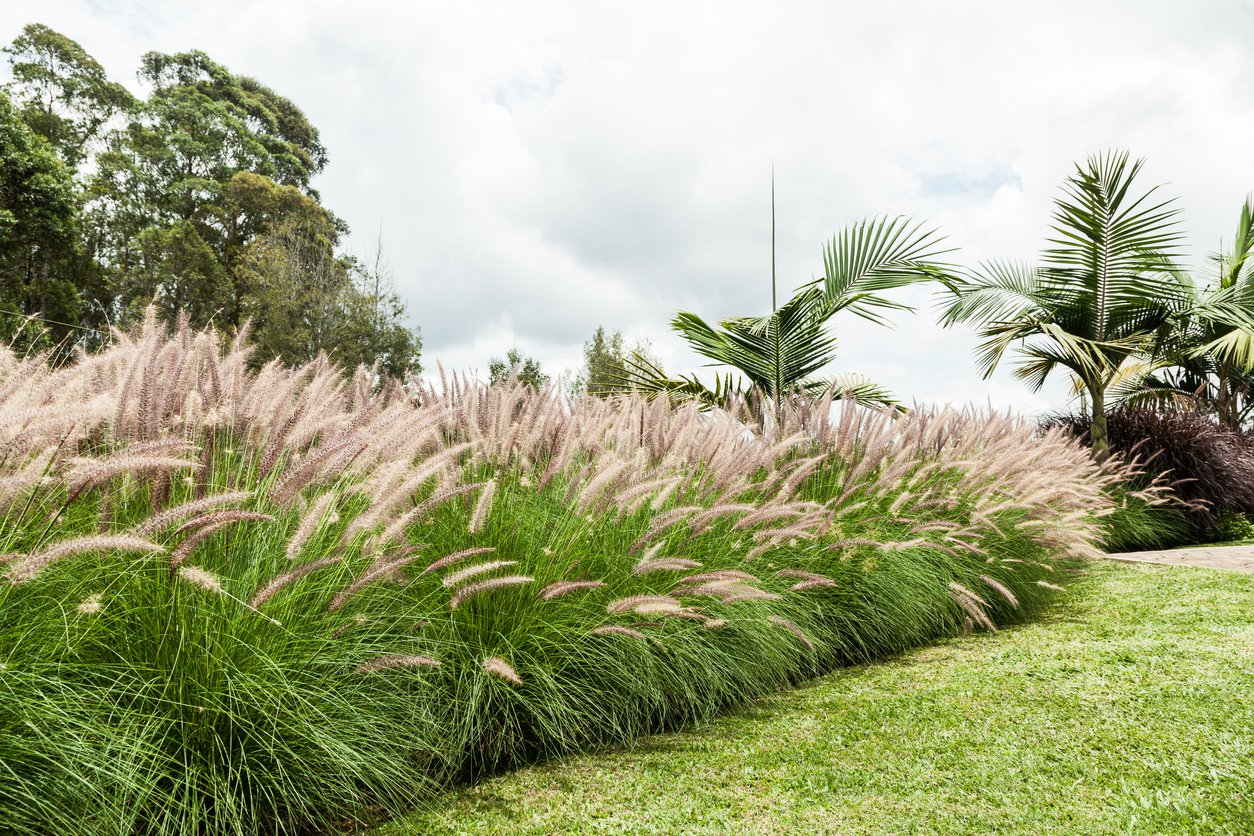 Miskant chiński NEW HYBRID - 2