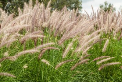 Miskant chiński NEW HYBRID