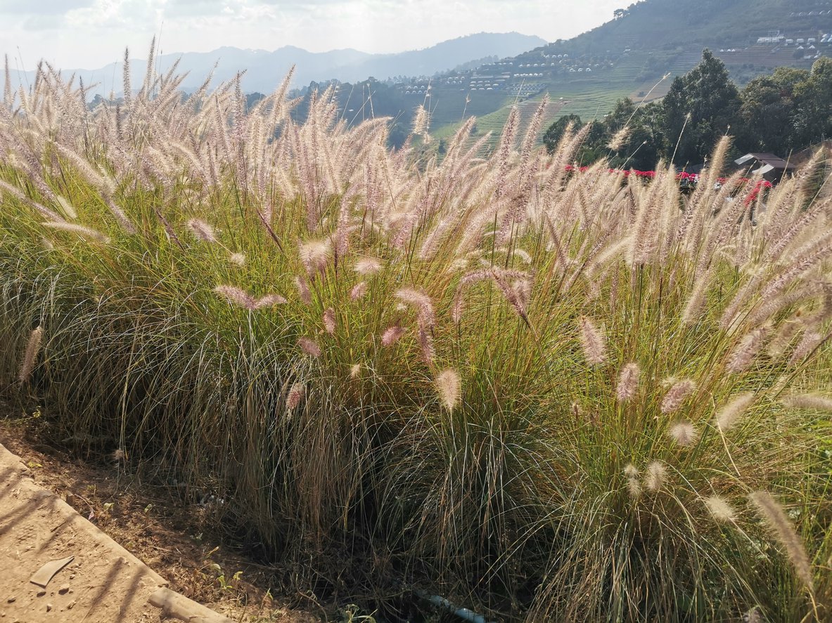 Miskant chiński NEW HYBRID - 3