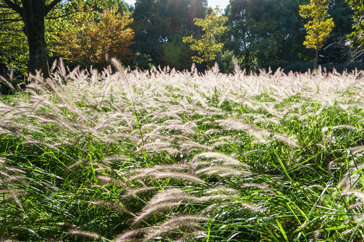 Miskant chiński NOAH - 2