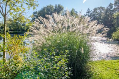 Miskant chiński NOAH