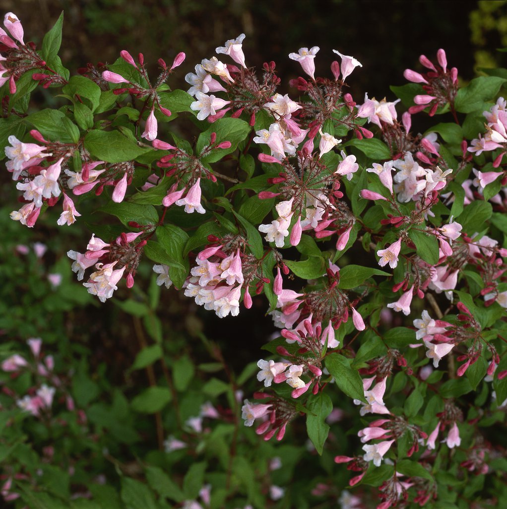Abelia grandiflora PINKY BELLS - 3