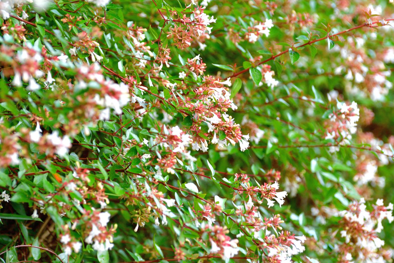 Abelia grandiflora PINKY BELLS - 2