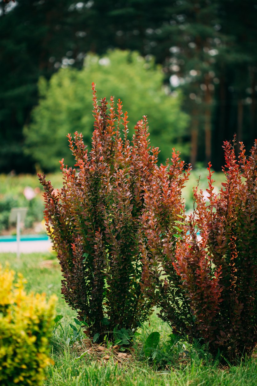 Berberys Thunberga ORANGE PILLAR - 2
