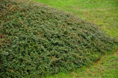 Irga rozesłana QUEEN OF CARPETS - 3