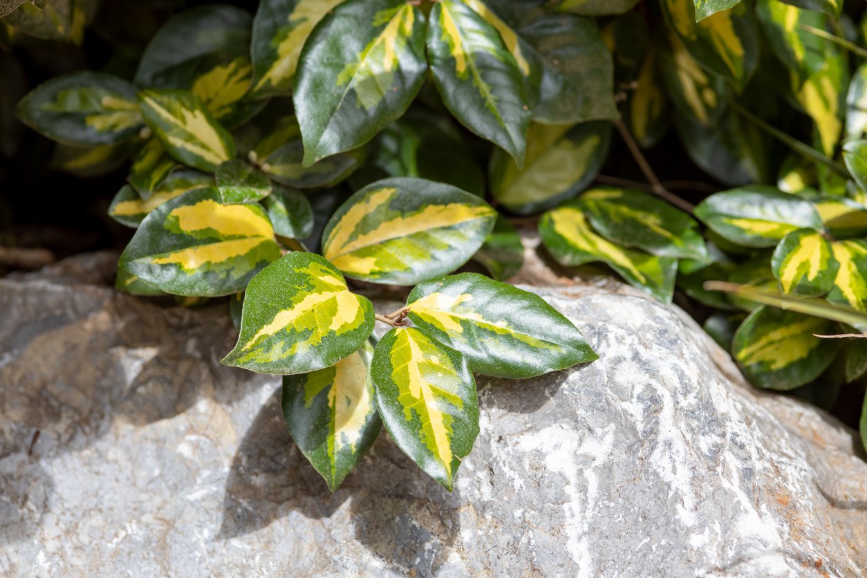 TRZMIELINA BLONDY - 2