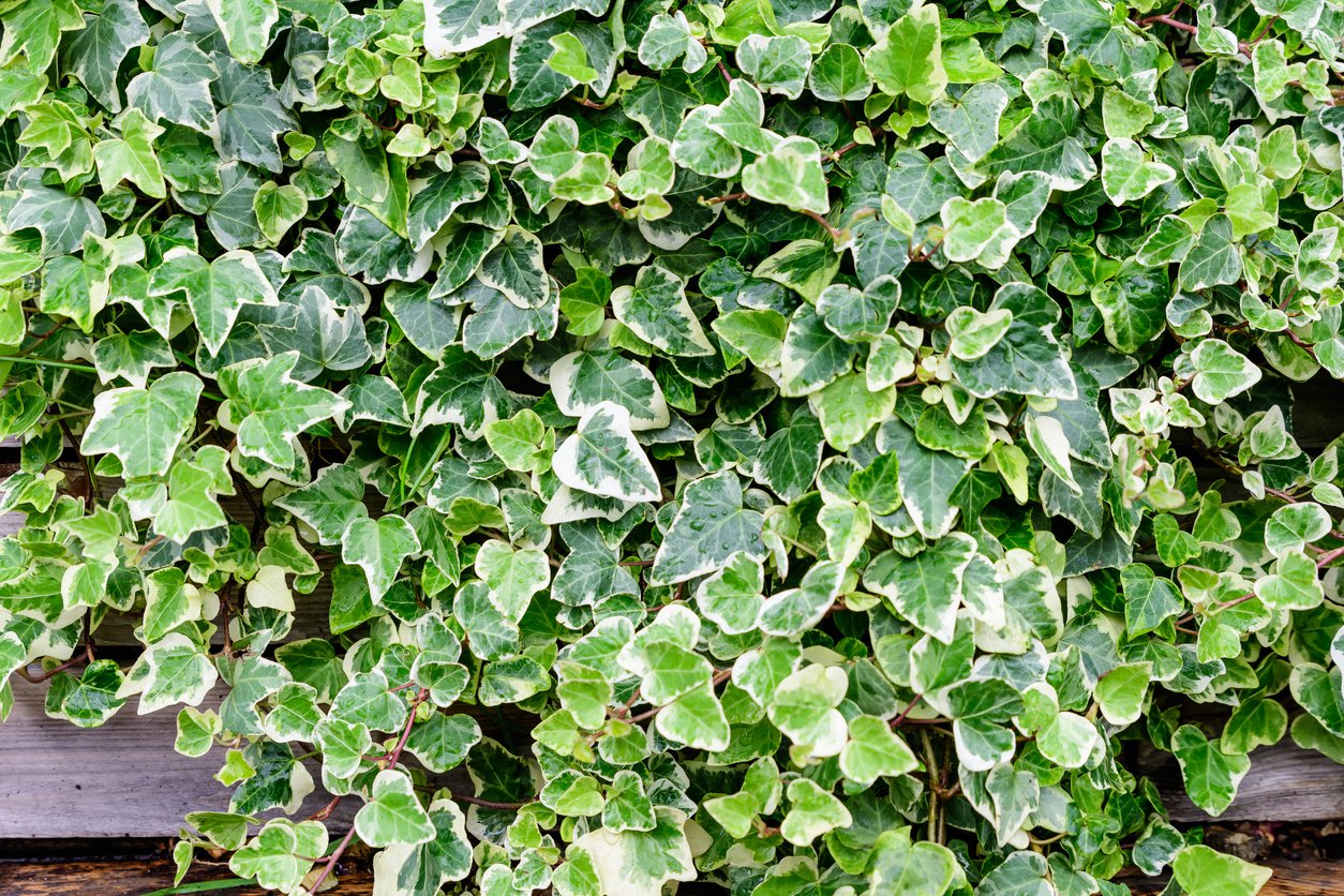 Bluszcz pospolity GLACIER dwubarwny - 4