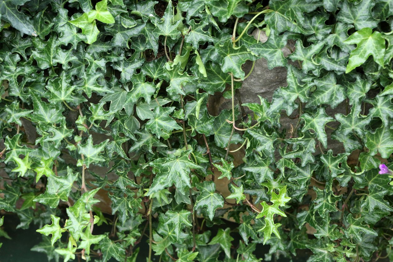 BLUSZCZ POSPOLITY IVALACE - 3