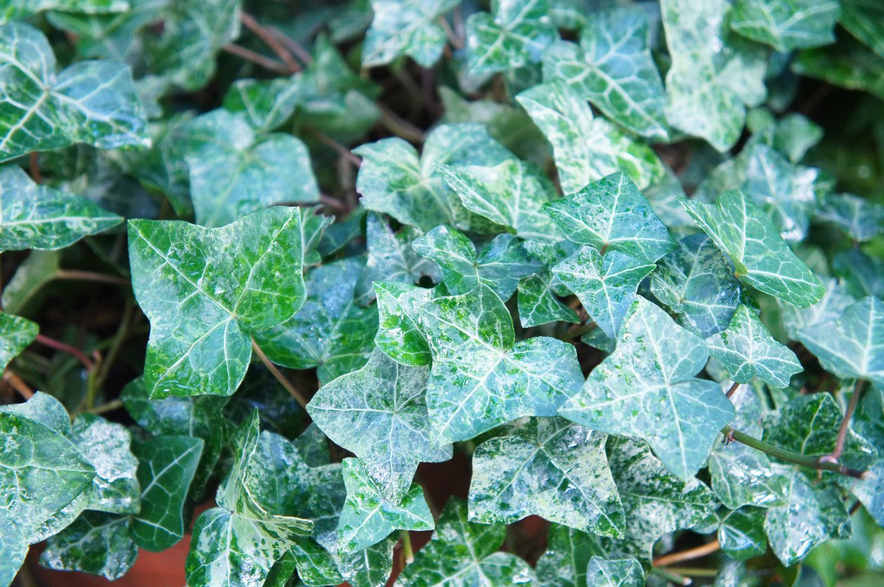 BLUSZCZ POSPOLITY PROFESOR SENETA - 2