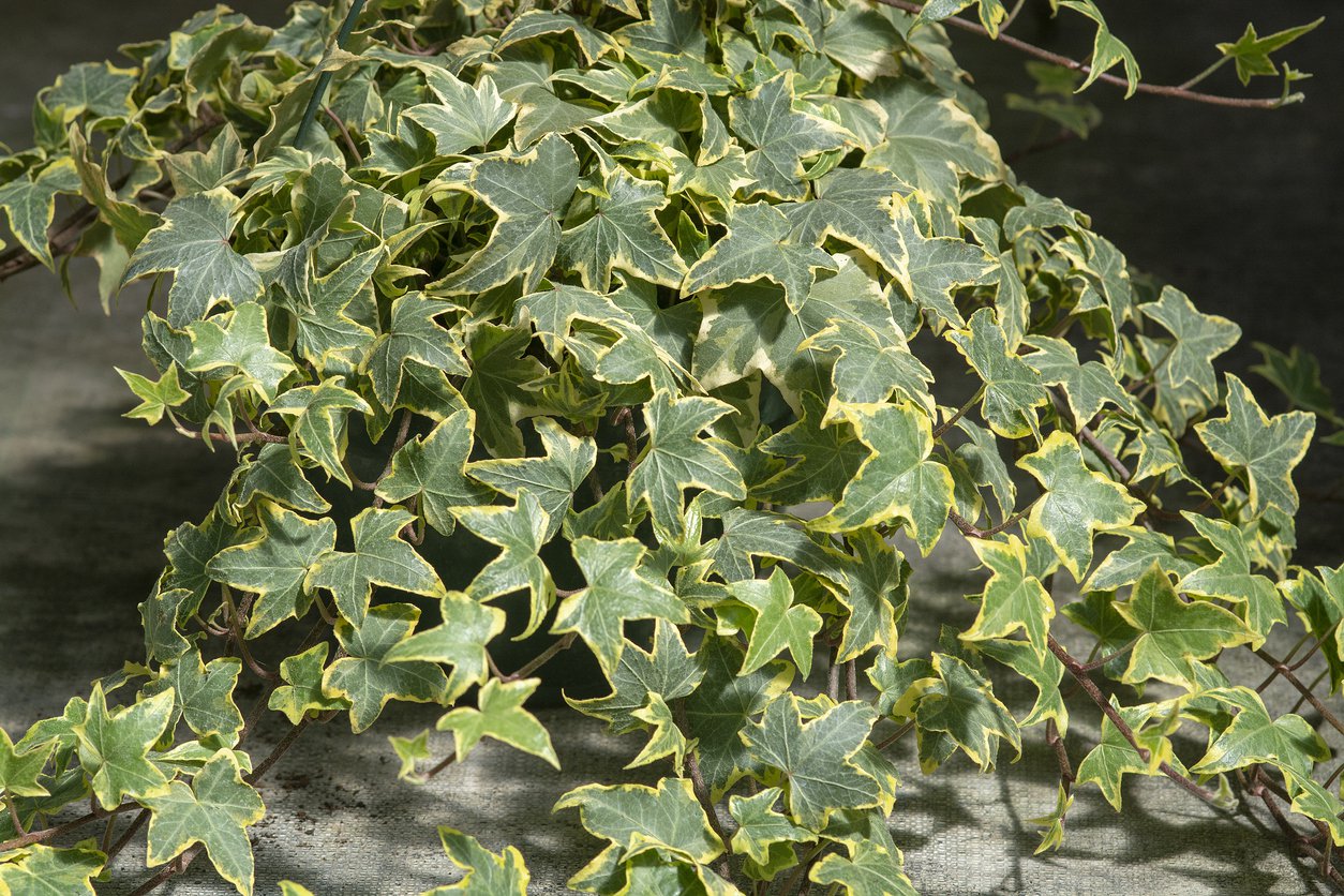 Bluszcz WHITE RIPPLE - 2