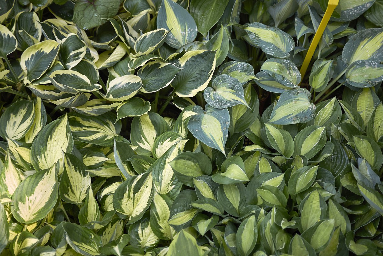 Funkia Hosta ETERNAL FLAME - 2