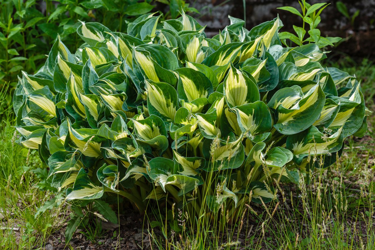 Funkia Hosta ETERNAL FLAME