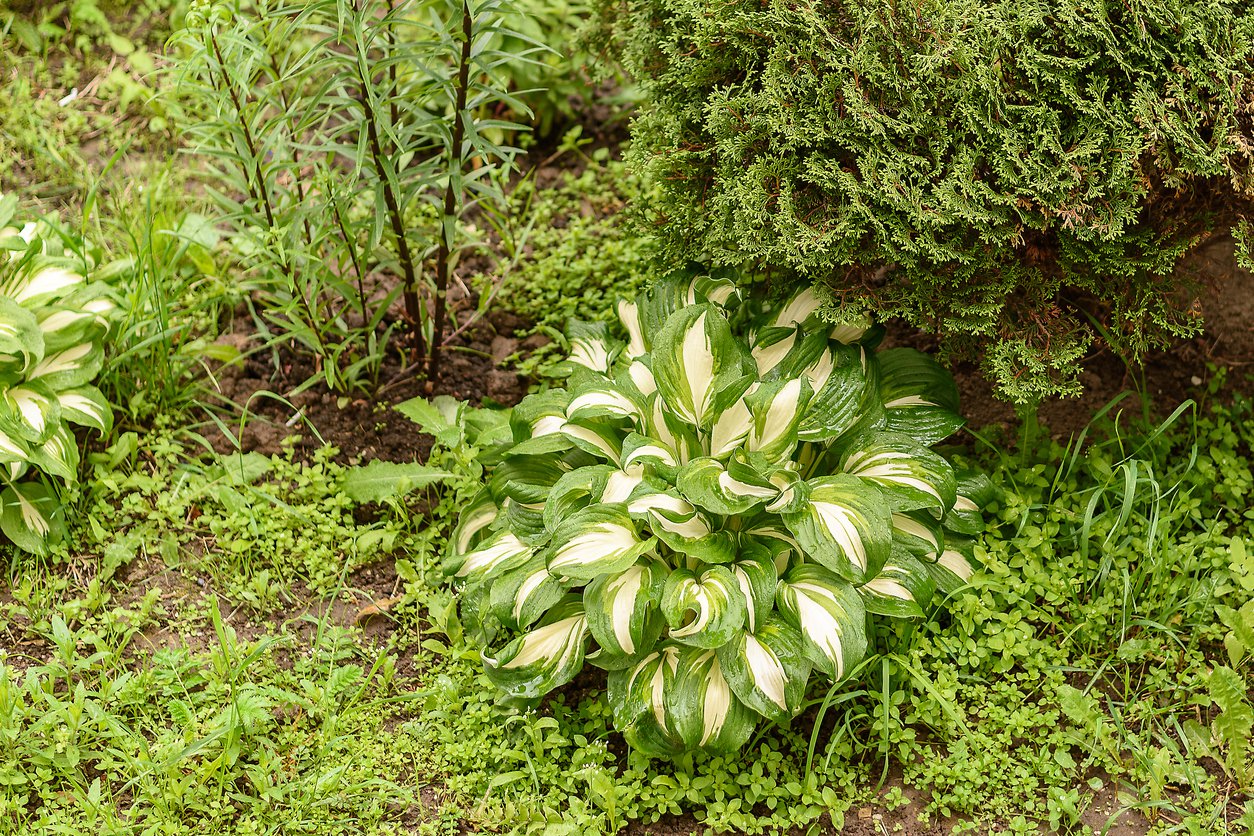 Funkia Hosta NIGHT BEFORE CHRISTMAS - 2