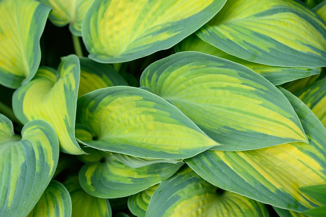 Funkia Hosta SHEILA WEST - 2
