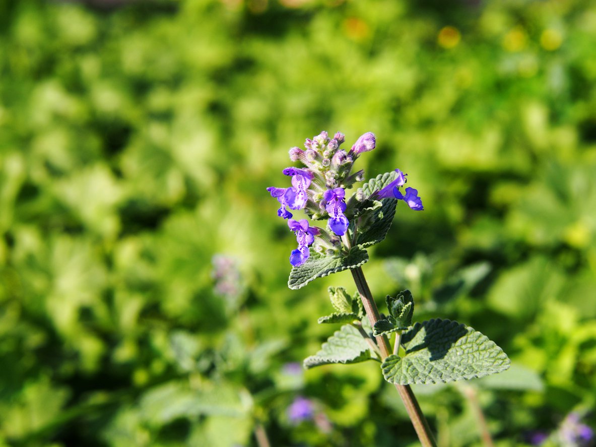 KOCIMIĘTKA PURRSIAN BLUE - 3