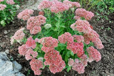 ROZCHODNIK KARPACKI AUTUMN JOY