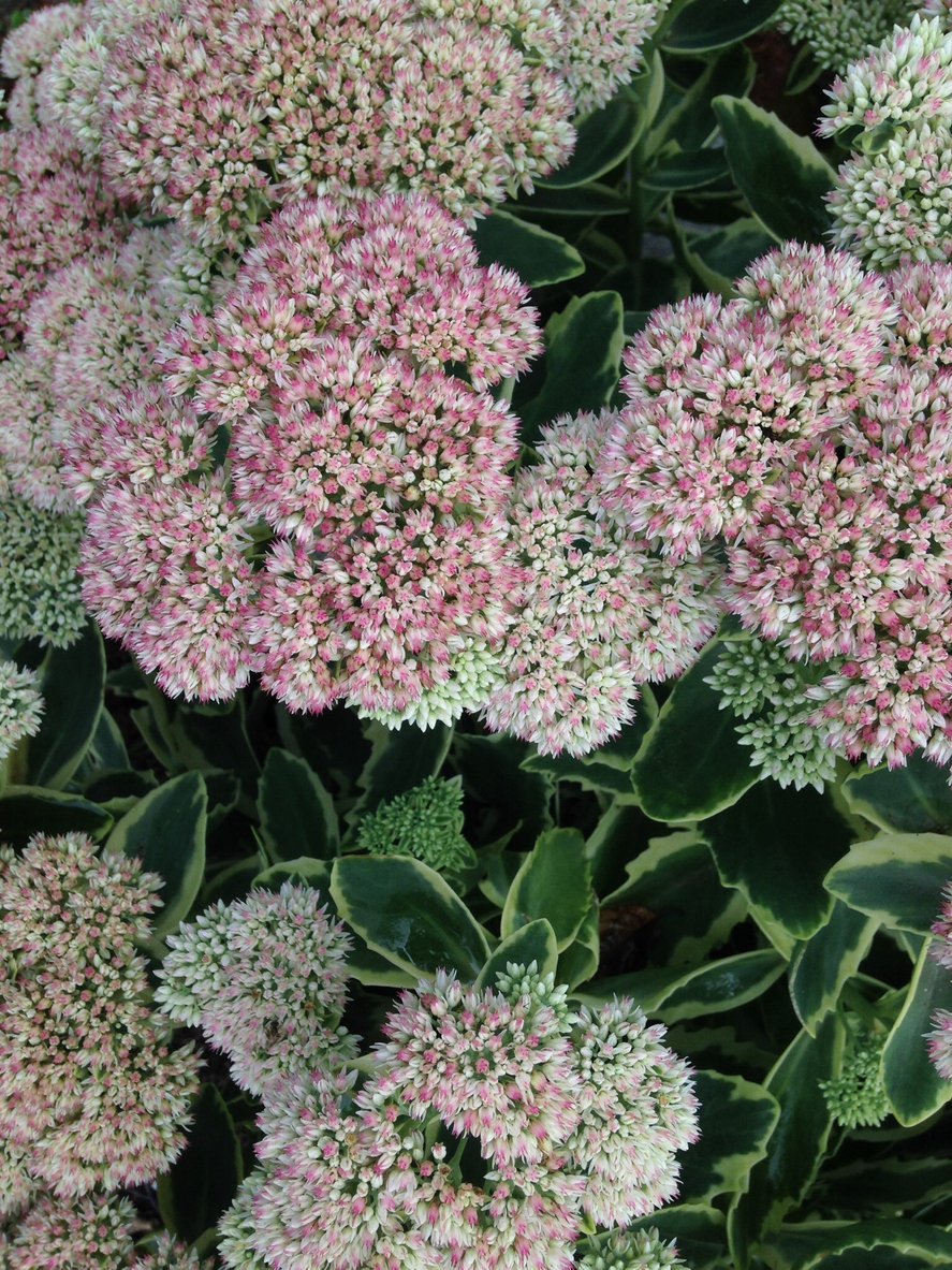 Rozchodnik FROSTY MORN - 3