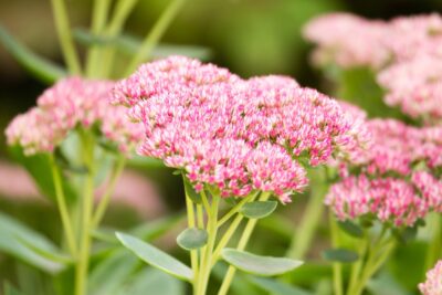 Rozchodnik FROSTY MORN