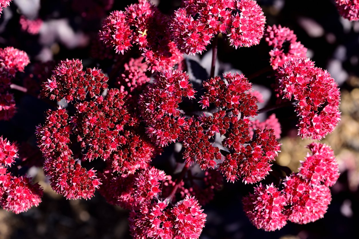ROZCHODNIK SEDUM JOSE AUBERGINE - 3