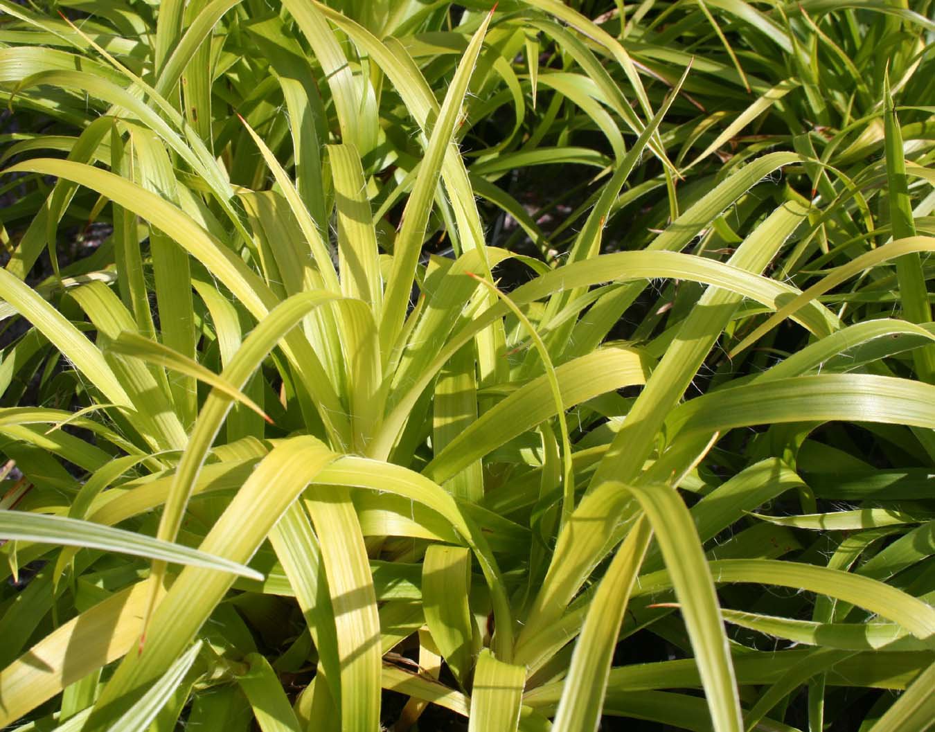 Trawa żółta KOSMATKA OLBRZYMIA aurea - 2