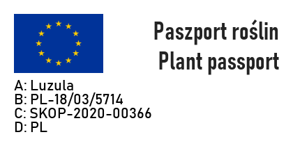 Trawa żółta KOSMATKA OLBRZYMIA aurea - 6