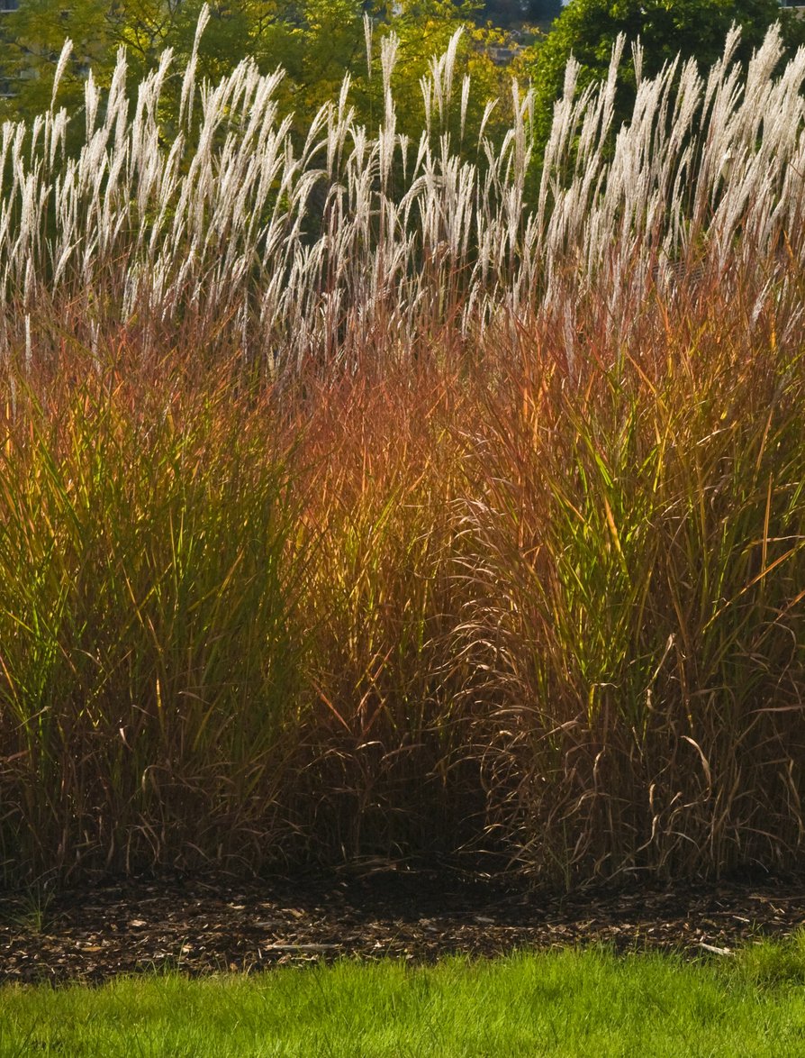 MISKANT CHIŃSKI ROTER PFEIL - 2