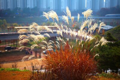 MISKANT CHIŃSKI VANILLA SKY