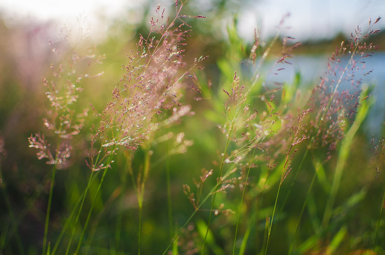 Trawa ozdobna PROSO HANSE HERMS - 2