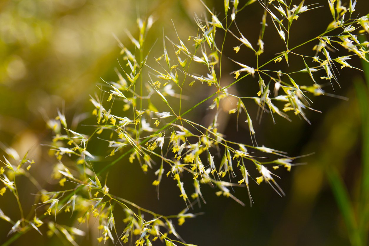 Trawa ozdobna PROSO HEAVY METAL - 2