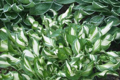 Funkia Hosta PANDORA'S BOX