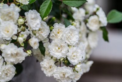 Róża okrywowa ALBA MEIDILAND