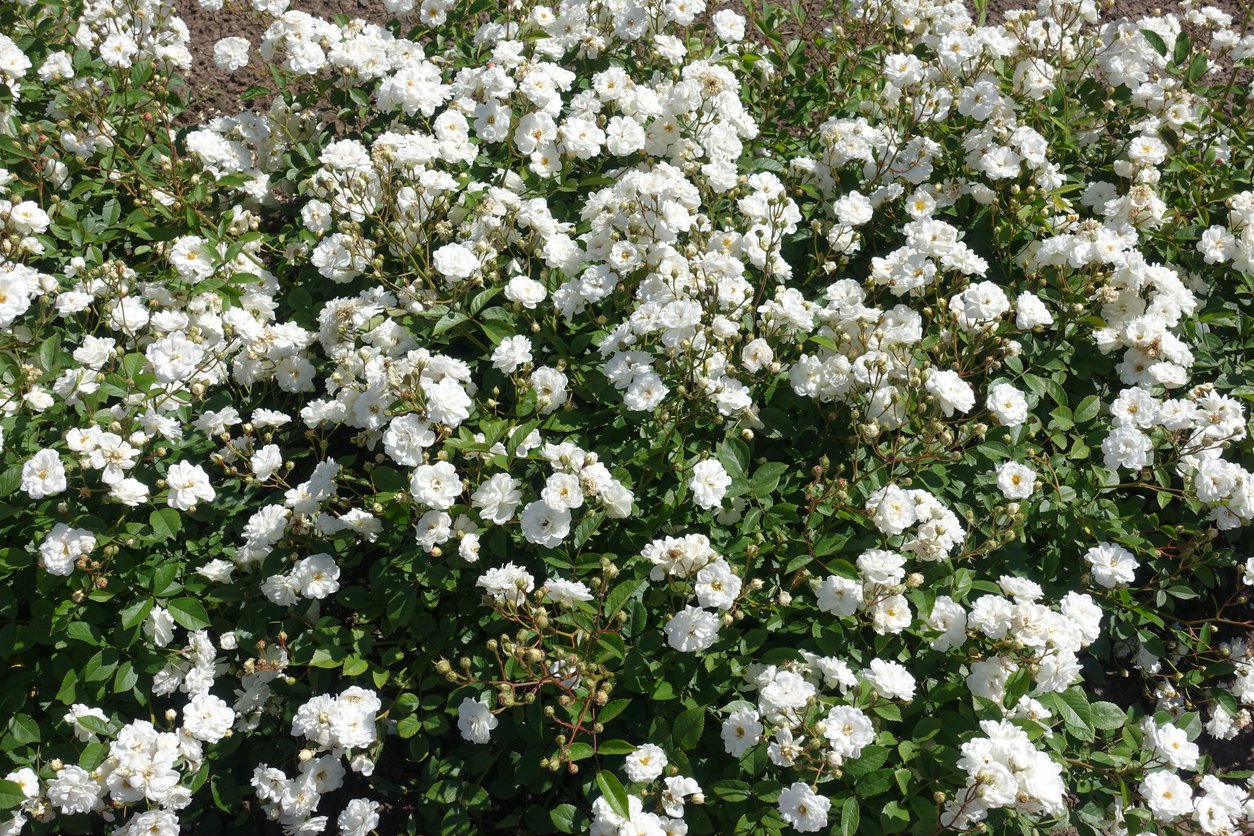 Róża okrywowa ALBA MEIDILAND - 3