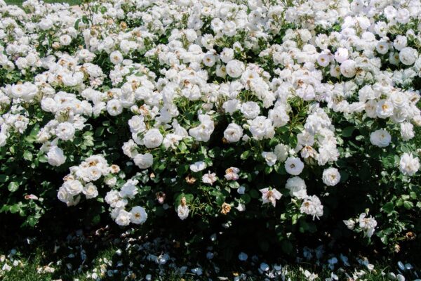 Róża okrywowa ALBA MEIDILAND - 4