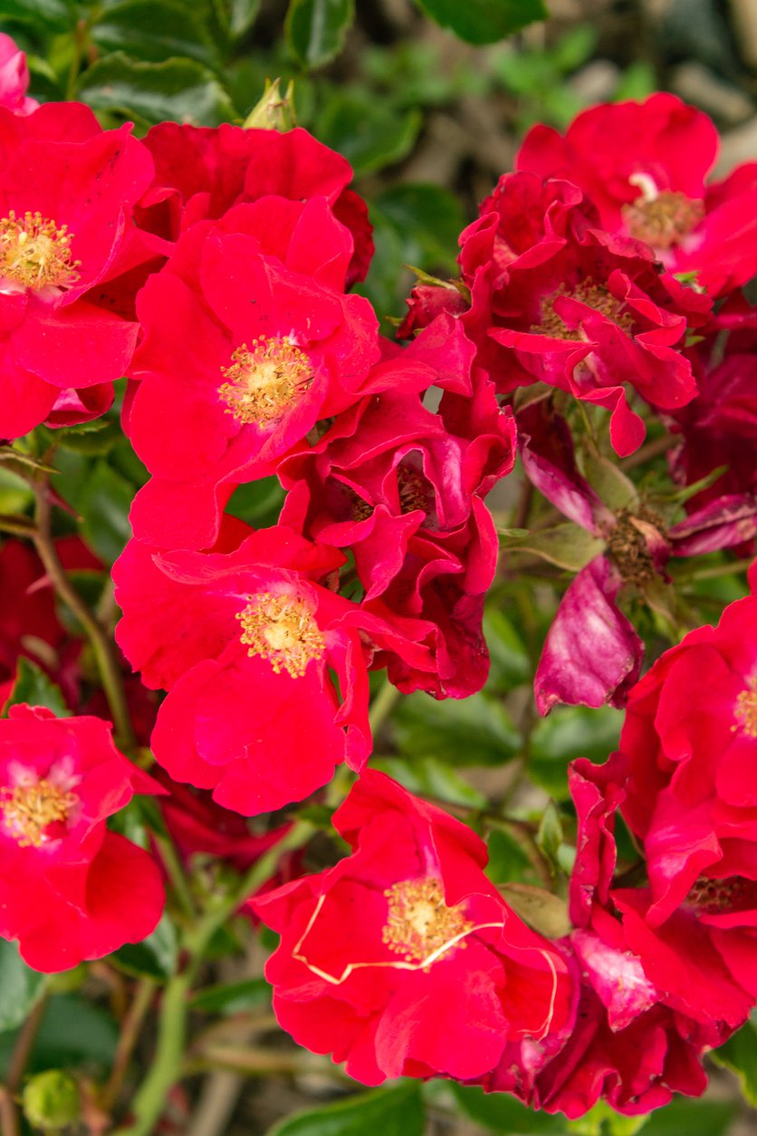 Róża okrywowa SOMMERABEND - 3