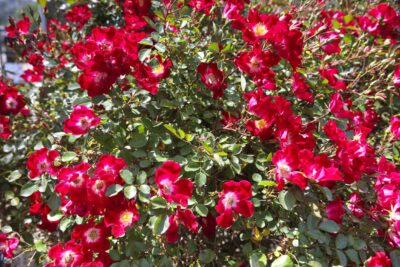 Róża okrywowa czerwona / kwitnie do listopada