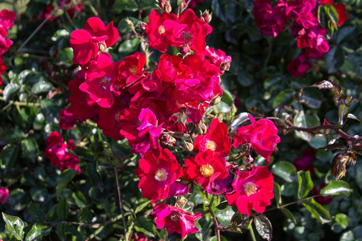 Róża okrywowa SOMMERABEND - 5