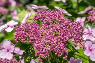 Tawuła brzozolistna PINK SPARKLER