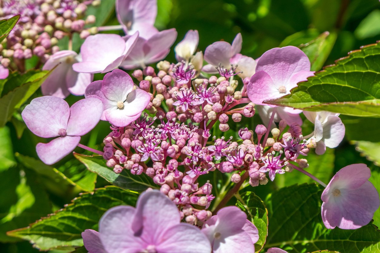 Tawuła brzozolistna PINK SPARKLER - 2