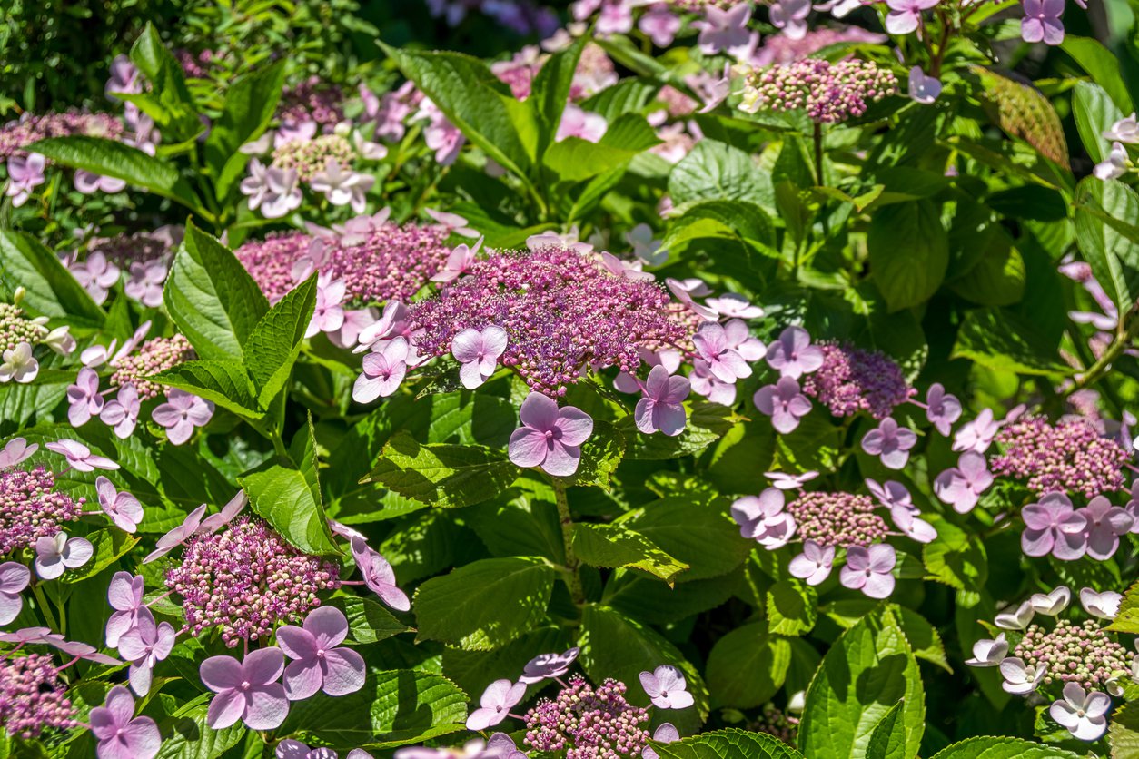 Tawuła brzozolistna PINK SPARKLER - 3