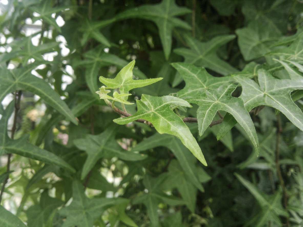 Bluszcz pospolity SAGITTIFOLIA - 2