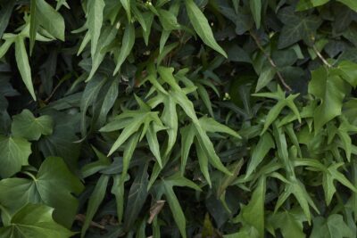 Bluszcz pospolity SAGITTIFOLIA