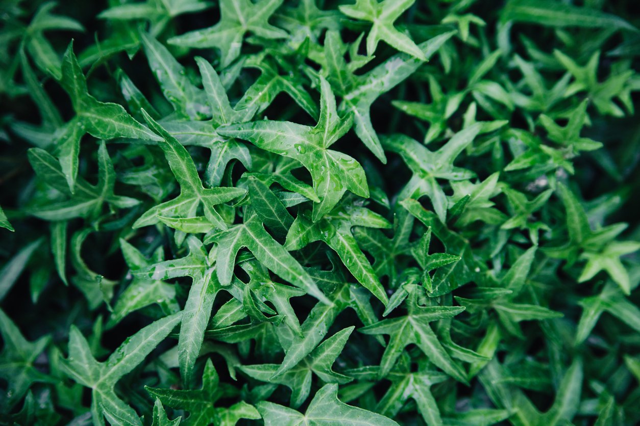 Bluszcz pospolity SAGITTIFOLIA - 3