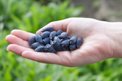 Jagoda kamczacka ZOJKA