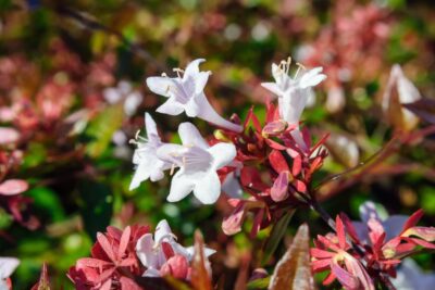 Abelia grandiflora SPARKLING SILVER