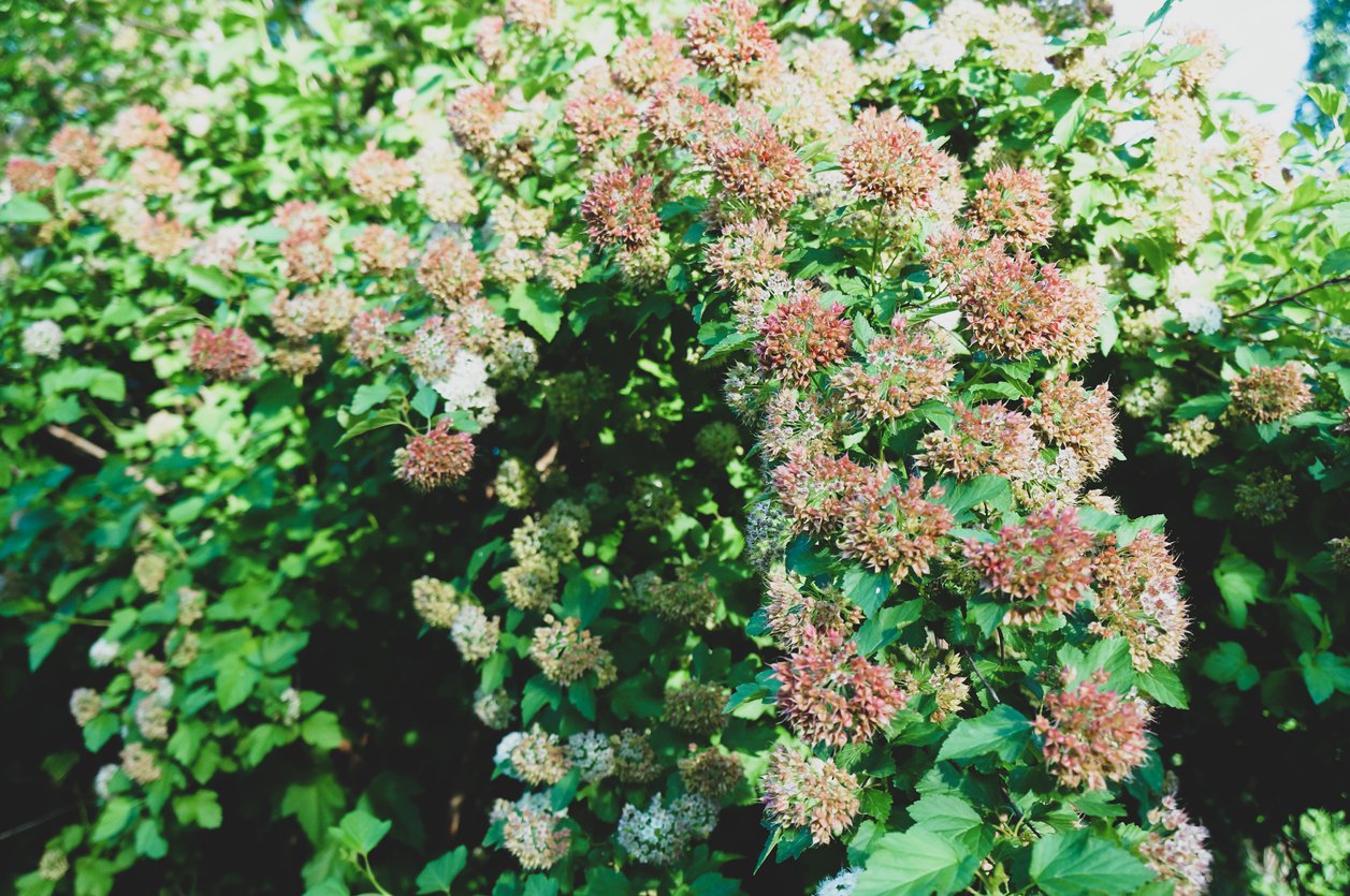 Pęcherznica TINY WINE GOLD - 4