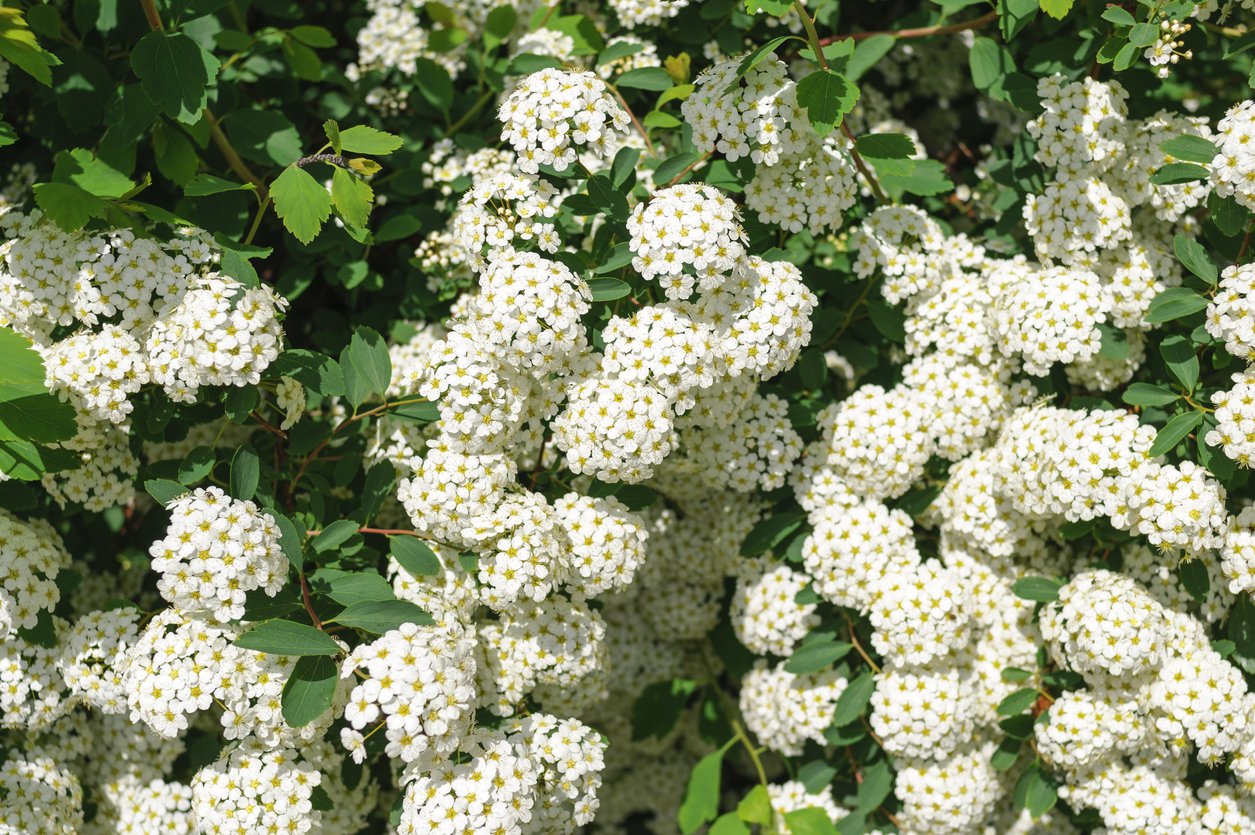 Tawuła nippońska GERLVE'S RAINBOW - 2