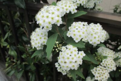 Tawuła nippońska JUNE BRIDE